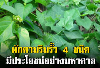 ผัก 4 ชนิด หาได้ตามริมรั้ว มีประโยชน์มากมาย